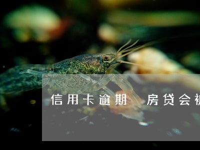 信用卡逾期 房贷会被拒吗 信用卡逾期 房贷会被拒吗